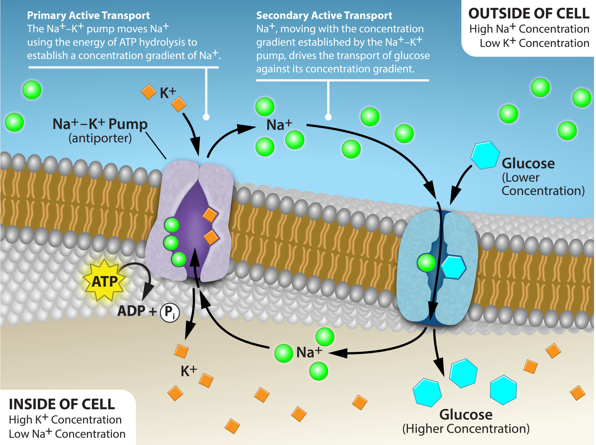 7.3 Active Transport – Introduction To Biology