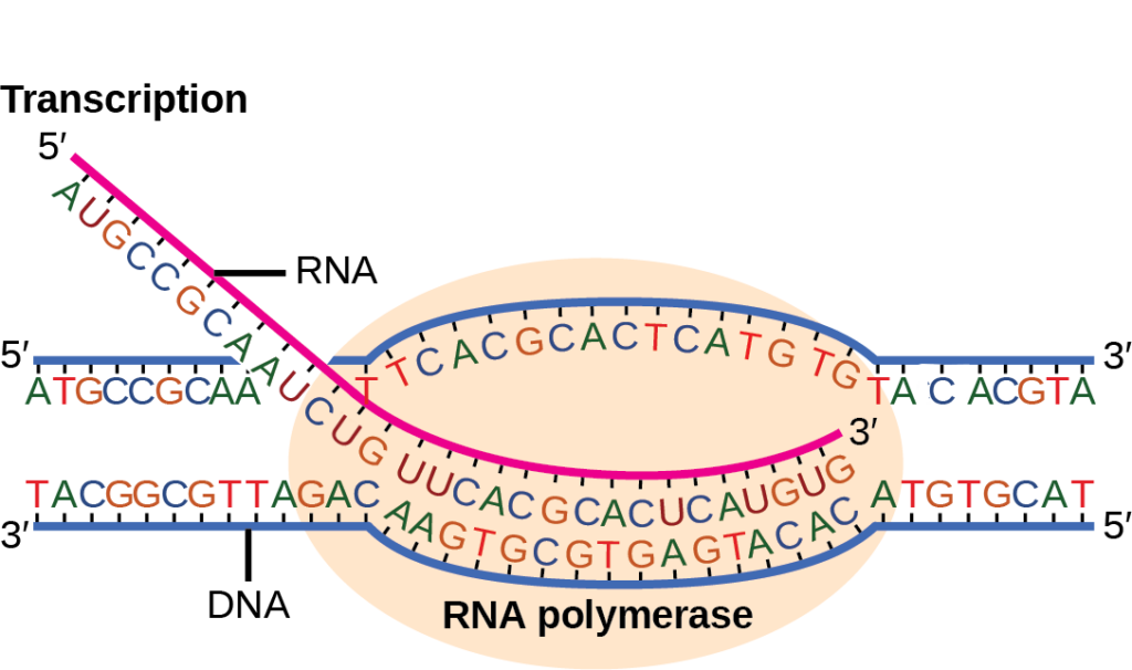 9 2 Prokaryotic Transcription Introduction to Biology